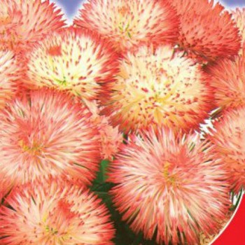 Монте Росса семена маргаритки (GL Seeds)