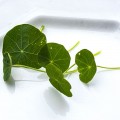 Настурция семян микрозеленых (Agrocity)