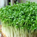 Новичок (3 урожая) набор для выращивания микрозеленые (Agrocity)