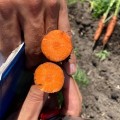 Нью Курода (2,4) семена моркови (Asia Seed)