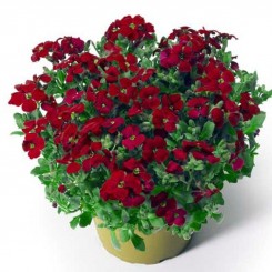 Одри F1 красная (red) семена абриеты (Syngenta)