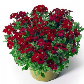 Одри F1 красная (red) семена абриеты (Syngenta)