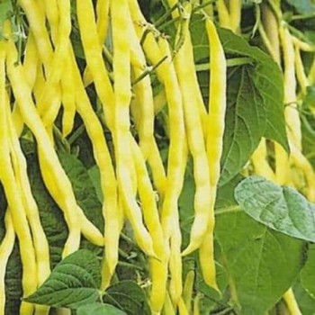 Ольга семена фасоли спаржевой кустовой (Satimex)