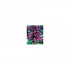 Оливер Purple (фиолетовая) семян сальвии блестящей (Kitano Seeds)