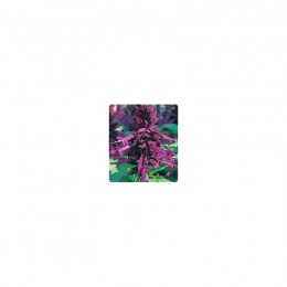 Оливер Purple (фиолетовая) семян сальвии блестящей (Kitano Seeds)