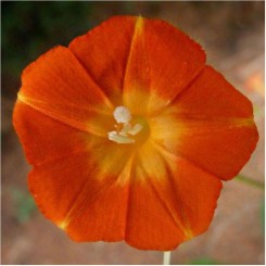 Оранж Глори семян многоцветковой березки (GL Seeds)