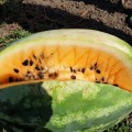 Оранж Лакшері F1 насіння кавуна раннього (Lark Seeds)