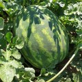 Оранж Лакшері F1 насіння кавуна раннього (Lark Seeds)