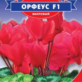 Орфеус F1 семян цикламена (GL Seeds)
