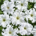 Афродита F1 белая (white) семена петунии крупноцветковой (Cerny)