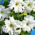 Афродита F1 белая (white) семена петунии крупноцветковой (Cerny)