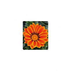 Пилигрим Оранж Стар (Piligrim Orange Star) семена газонии (Kitano Seeds)