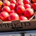 Пинк Ид F1 (Пинк Айди F1, Pink ID F1) семена помидора индетерминантного (DRS-Seminis)