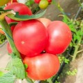 Пинк Ид F1 (Пинк Айди F1, Pink ID F1) семена помидора индетерминантного (DRS-Seminis)