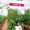 Пинк Ид F1 (Пинк Айди F1, Pink ID F1) семена помидора индетерминантного (DRS-Seminis)
