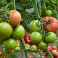 Пинк Нагетс F1 семена томата индетерминантного (Yuksel)