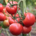 Пенки Спринтер F1 семена помидора индетерминантного (Lucky Seed)