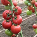 Пенки Спринтер F1 семена помидора индетерминантного (Lucky Seed)