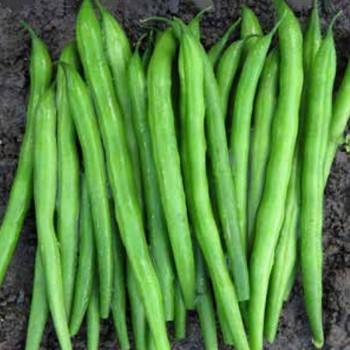 ПЛ 110 (PL 110) семена фасоли спаржевой кустовой ранней 63 дней зел. (Bakker Brothers)