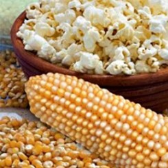 Поп корн насіння кукурудзи попкорн.