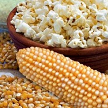 Поп корн семена кукурузы попкорн.