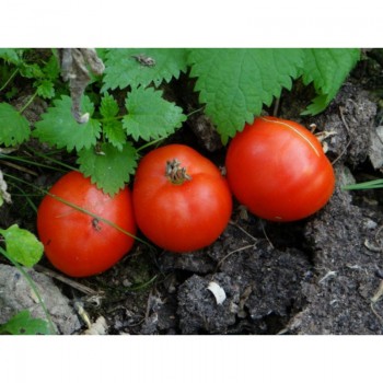 Подснежник семян томата детерминантного раннего (GL Seeds)