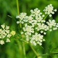 Пряности к грибам семян (Seedera)