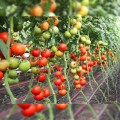 Реддер Бул F1 семена помидора индетерминантного (Lucky Seed)
