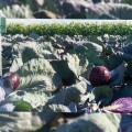 Рескью F1 семена капусты красноголовой (Syngenta)
