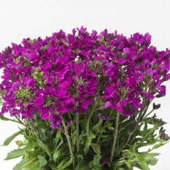 Роуз Делайт (delight rose) темно-розовый семена арабиса (Syngenta)
