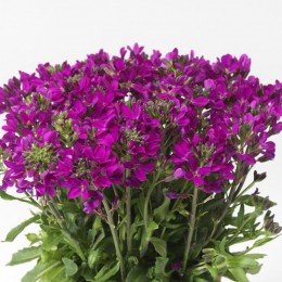 Роуз Делайт (delight rose) темно-рожевий насіння арабіса (Syngenta)
