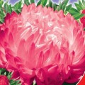 Роза Турм семена астры пионообразной (GL Seeds)