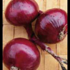 Рубін насіння цибулі ріпчастої червоної (GL Seeds)