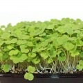Рукола тонколистные семена микрозеленые (Agrocity)