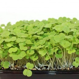 Рукола тонколистные семена микрозеленые (Agrocity)