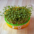 Рукола тонколистные семена микрозеленые (Agrocity)
