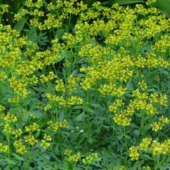 Рута ароматного насіння (GL Seeds)