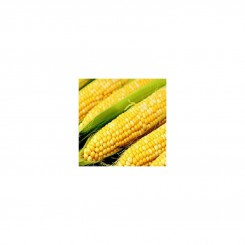Саміт F1 насіння кукурудзи суперсолодкої Sh2 біколор (Dorsing Seeds)
