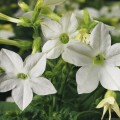 Саратога F1 белая (white) семена табака крылатого (Syngenta)