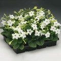 Саратога F1 белая (white) семена табака крылатого (Syngenta)