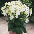 Саратога F1 белая (white) семена табака крылатого (Syngenta)