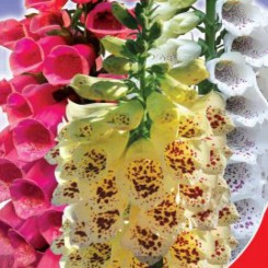 Шампань семян наперстянки (GL Seeds)