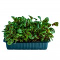 Щавель Кровавая Мэри семена микрозеленые (Agrocity)