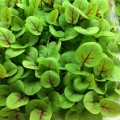 Щавель Кровавая Мэри семена микрозеленые (Agrocity)
