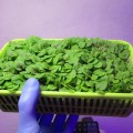 Щавель Кровавая Мэри семена микрозеленые (Agrocity)