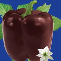 Шоколадне диво насіння перцю солодкого середньостиглого 140-160 гр. (GL Seeds)