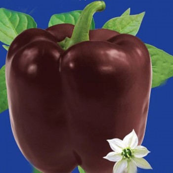 Шоколадное чудо семян перца сладкого среднеспелого 140-160 гр.(GL Seeds)