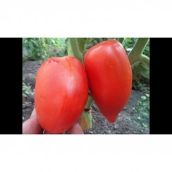 Сибирская тройка семян помидора индетерминантного (GL Seeds)