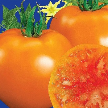 Скала семян детерминантного томата (GL Seeds)