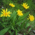 Скорционеры (черный корень) семян (Semo)